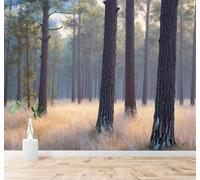 3D Papier Peint Pins Dans La Brume Forêt Prairie Dorée Lumière Du Matin | Tissu en Soie Véritable à la Texture Raffinée Adapté au Salon Chambre Bureau Salle Manger et Mur Derrière le TV-430cm×300cm