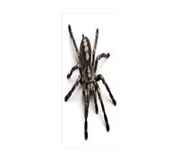 3d Stickers Porte Araignée animale L90 x H210cm 3d Sticker Porte En Bois Auto-AdhéSif Mural De La Maison Stickers Muraux Chambre Salon Affiche Amovible Art Autocollants