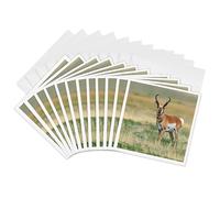 3dRose gc_259749_2 Lot de 12 cartes de vœux Pronghorn Buck Antelope in Grasslands, New Mexico 15,2 x 15,2 cm