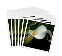 3drose GC 259950 _ 1 6 x 15,2 cm "USA, Pennsylvanie Calla Close-up" carte de voeux (lot de 6)