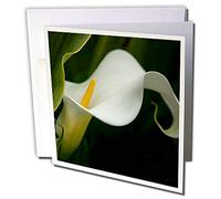 3drose GC 259950 _ 2 6 x 15,2 cm "USA, Pennsylvanie Calla Close-up" carte de voeux (lot de 12)