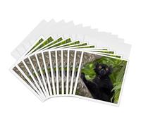3dRose Gc_310440_2 Lot de 12 cartes de vœux Madagascar, Nosy Be. Lémurien sauvage noir 15,2 x 15,2 cm