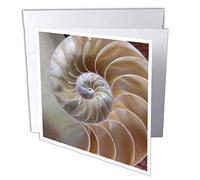 3drose GC 7487 _ 2 6 x 15,2 cm "Nautilus Shell" carte de voeux (lot de 12)