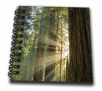 3drose géant Redwood Forêt en Jedediah Smith State Park, California, USA Mini bloc-notes, Multicolore, 4 x 10,2 cm