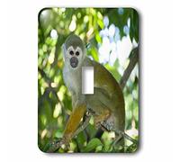 3dRose LLC lsp_85737_1 Common Squirrel Singe, Rio Negro, Amazon, Brésil Sa04 Ksc0010 Kevin Schafer Interrupteur à bascule unique