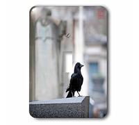 3dRose lsp_107836_1"Black Corw in Montparnasse Cemetery, Paris, France" Interrupteur à bascule unique Multicolore