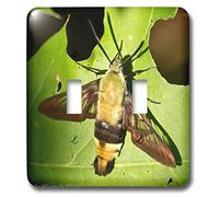 3dRose Lsp_25442_2 Interrupteur à bascule Motif papillon de nuit de colibri Multicolore