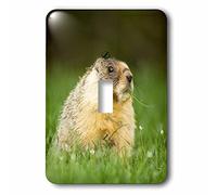 3dRose lsp_76290_1 Yellow-Bellied Marmot, Stanley Park, Colombie-Britannique-Cn02 Pcl0121 Interrupteur à bascule simple Paul Colangelo