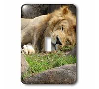 3dRose LSP_98011_1 The King of The Jungle Taking a Nice Cat sieste on a Warm Afternoon Interrupteur à bascule unique Multicolore