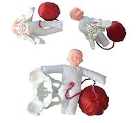 3pcs Bassin féminin Accouchement modèle Anatomique poupée pelvienne modèle Ensemble de démonstration de Naissance Comprend des modèles de bébé et de Bassin Placenta détachable Cordon ombilic