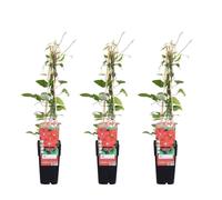 3X - Clématite Rouge Cardinal - ↨65Cm - Ø15