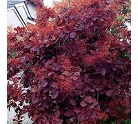 3X Cotinus Royal Purple Smoke Bush Piante Viola Fogliame Fiori bianchi Arbusto 9cm