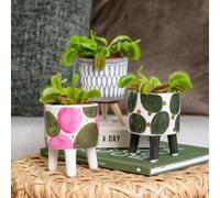 3x Dionaea Muscipula – Plante Carnivore – Facile d’entretien – ⌀6 cm – 05-10 cm