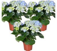 3x Hydrangea macrophylla 'Early Blue' – Hortensia – Arbuste - Résistant au gel - ⌀14 cm - 30-40 cm