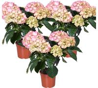 3x Hydrangea macrophylla 'Early Rosa' – Hortensia – Arbuste - Résistant au gel - ⌀14 cm - 30-40 cm