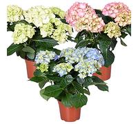 3x Hydrangea macrophylla Mix - Hortensia - Arbuste - Résistant au gel - ⌀14 cm - 30-40 cm