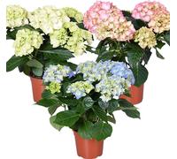 3x Hydrangea macrophylla Mix – Hortensia – Arbuste - Résistant au gel - ⌀14 cm - 30-40 cm