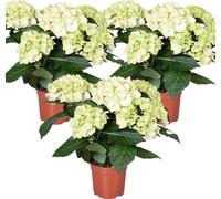 3x Hydrangea macrophylla 'Schneeball' – Hortensia – Arbuste - Résistant au gel - ⌀14 cm - 30-40 cm