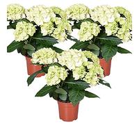 3x Hydrangea macrophylla 'Schneeball' - Hortensia - Arbuste - Résistant au gel - ⌀14 cm - 30-40 cm
