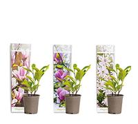 3x Magnolia Mix - Magnolia - Arbuste - Facile d’entretien - ⌀9 cm - 20-25 cm