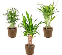 3x Mélange de palmiers tropicaux avec panier en jonc de mer – Facile à entretenir – ⌀12 cm – 20-45 cm