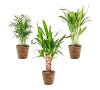 3x Mélange de palmiers tropicaux avec panier en jonc de mer - Facile à entretenir - ⌀12 cm - 20-45 cm