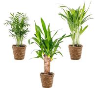 3x Mélange de palmiers tropicaux avec panier en jonc de mer – Facile à entretenir – ⌀12 cm – 20-45 cm