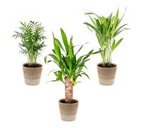 3x Mélange de palmiers tropicaux avec panier en jute - Facile à entretenir - ⌀12 cm - 20-45 cm