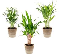 3x Mélange de palmiers tropicaux avec panier en jute – Facile à entretenir – ⌀12 cm – 20-45 cm