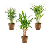 3x mélange de palmiers tropicaux Incl. Panier en jonc de mer - D12 cm - H20-45 cm