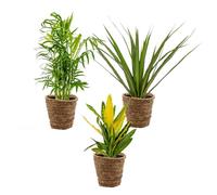3x Mélange de plantes d'intérieur tropicales Incl. Panier en jonc de mer - D12 cm - H 25-40 cm