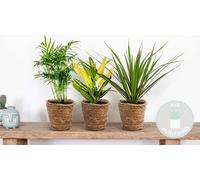 3x Mélange de plantes tropicales d’intérieur avec panier en jonc de mer – Dépolluantes – ⌀12 cm – 25-40 cm
