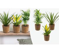 3x Mélange de plantes tropicales d’intérieur avec panier en jonc de mer luxe – Dépolluantes – ⌀12 cm – 25-40 cm