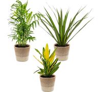 3x Mélange de plantes tropicales d’intérieur avec panier en jute – Dépolluantes – ⌀12 cm – 25-40 cm