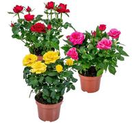 3x Mélange de rosiers en pot - Rosa - Patio & plante d'intérieur - D12cm - H20-30cm
