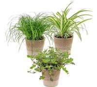 3x Mélange sans danger pour les animaux avec panier en jute - Sans danger pour les animaux - ⌀12 cm - 15-25 cm