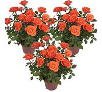 3x Pot Rose Orange - Rosa - Patio & Plante d'intérieur - ⌀12cm - 20-30cm