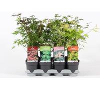4 Arbustes Acer | Érable du Japon | Arbuste en pot pour l'extérieur, résistants et prêts pour le jardinage