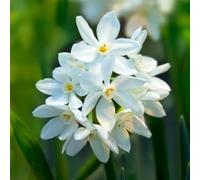 4 bulbes de Narcissus (Narcisses) tazetta ‘Paperwhite Ziva’ | Circonférence 15/16 cm | Bulbes provenant des meilleurs producteurs néerlandais | Sélection et contrôle qualité | Floraison garantie