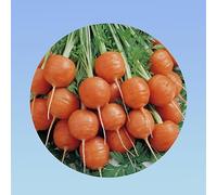 4 GRAMMES de Carotte 'Ronde de Paris' Hâtive & Nain | Racines Rondes Idéales Terres Lourdes & Pots | Goût Doux - 4000 GRAINES