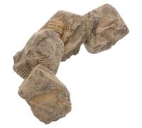 4 Pièces Fossile de Trilobite en Pierre pour Collections et Étude | Détails Fossilisés, Textures Réalistes, Articulation Nette, pour Sciences, Musées, Vitrines et Kits Paléontologiques
