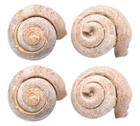 4 Pièces Fossile D'escargot Créatif, Spécimen Scientifique | Collection pour Étudiants, Étude et Appréciation, Teinte Kaki, Matière Fossile, Ornement Miniature