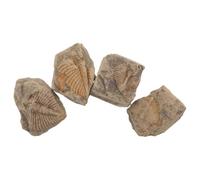 4 pièces Spécimen de Trilobite Véritable en Pierre | Accessoire Unique pour Étudiants et Passionnés, Aide Visuelle d'Enseignement, Décor de Table et Étagère