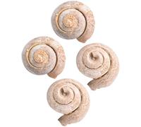 4 Pièces Spécimen Fossile D’escargot et Apprentissage | Objet de Paléontologie, Usage Éducatif et Décoratif, pour Vitrines, Bureaux, Fêtes D’anniversaire