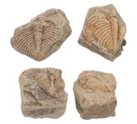 4 Pièces Véritable Spécimen de Trilobite en Pierre, Queue Préhistorique | Détails Réalistes et Articulation Claire, Objet Géologique pour Collectionneurs, Enseignants Scientifiques, Vitrines