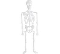 4 Squelettes phosphorescents ''Spooky Bones'' 32 cm G