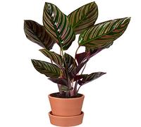 40-50 cm Calathea Ornata | Plante d'Intérieur Tropicale | Pour Maison ou Bureau