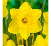 40 bulbes de Narcissus (Narcisses) ‘Dutch Master’ | Circonférence 12/14 cm | Bulbes provenant des Meilleurs producteurs néerlandais | Sélection Exclusive et contrôle qualité | Floraison Garantie.