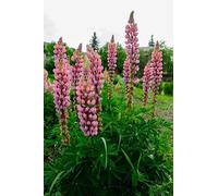 40 Graine de Lupin de Russell ROSE - Lupinus polyphyllus ‘Chatelaine’ - Lupin bleu (Russell Strain) - Fleur Jardin - 369