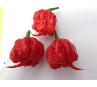 40 Graines CHILLI dans 4 variétés de COLLECTION chaud et plus savoureux mondiale 3:10 CAROLINA REAPER, 10 GHOST CHILI CHOCOLATE, 10 HABANERO MUSTARD, 10 HABANERO CHOCOLATE